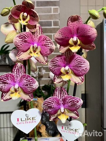 Орхидея Пиниф