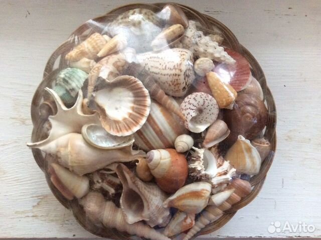 Морские ракушки