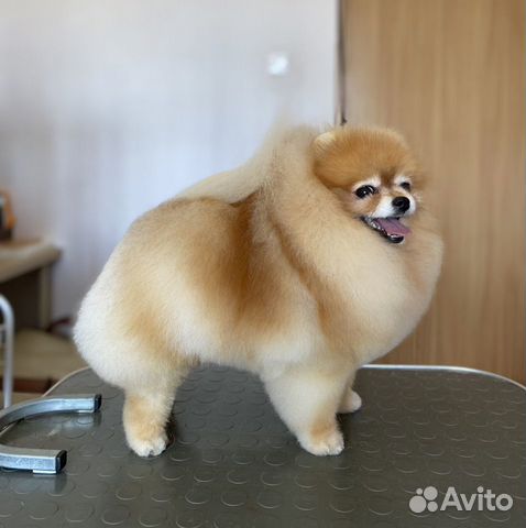 Груминг стрижка собак