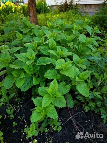 Мята мелисса (лимонная), садовая, перечная