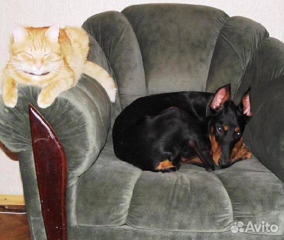 Частная передержка для животных