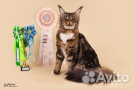 Кот мейн кун ищет подругу для вязки