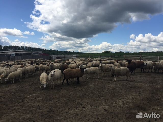 Овцы (стадо) купить на Зозу.ру - фотография № 5