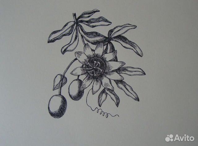 Продам рисунки (цветы, графика)