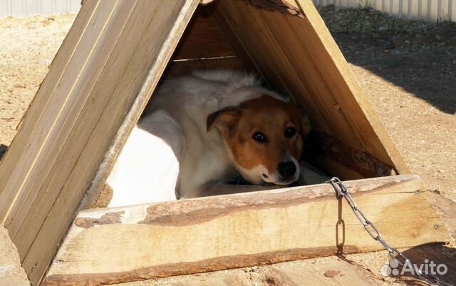 Очень красивая собака ищет дом купить на Зозу.ру - фотография № 4