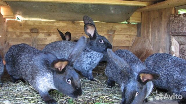 Кролик-акселерат серебристый (михайловской фермы) купить на Зозу.ру - фотография № 3