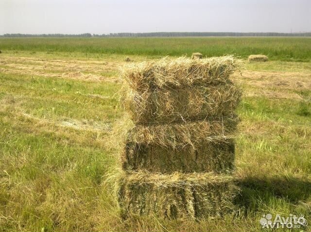 Продаем сено и солому 2019 года в тюках и мешках купить на Зозу.ру - фотография № 4