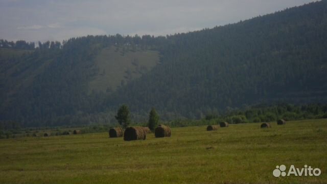Продам сено