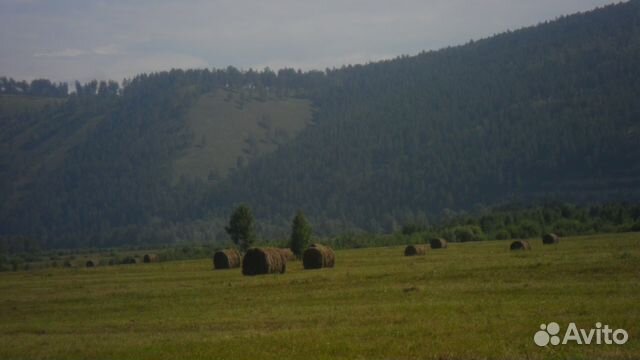 Продам сено купить на Зозу.ру - фотография № 1