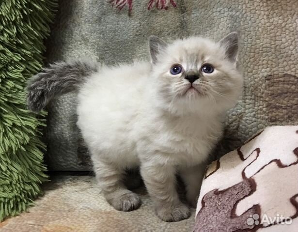 Невский маскарадный котёнок