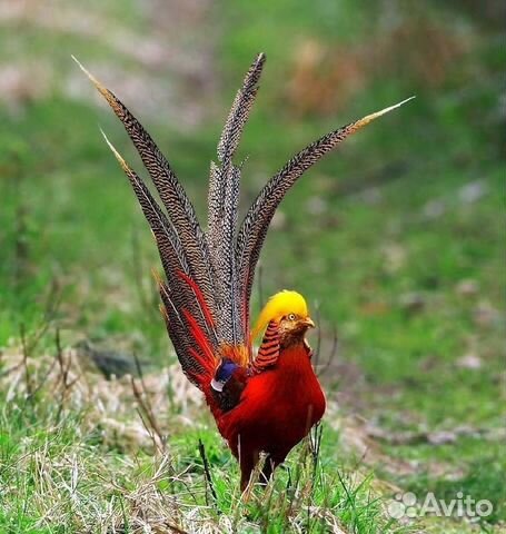 Красивыя и благородная птица фазан инкубационное я