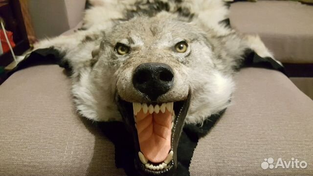 Волк. Чучело сибирского волка настоящее