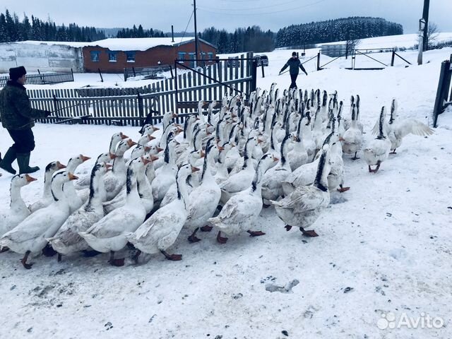 Куплю Гусей Живым Весом Цена