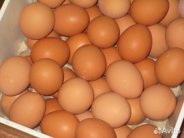 Домашние куриные яички Домашние куриные яички