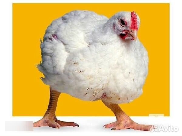 Инкубационное яйцо бройлера, цыплята бройлера купить на Зозу.ру - фотография № 1