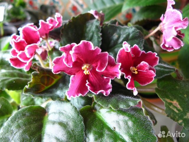 Фиалка бордовая - Лист Фиалка бордовая - Лист