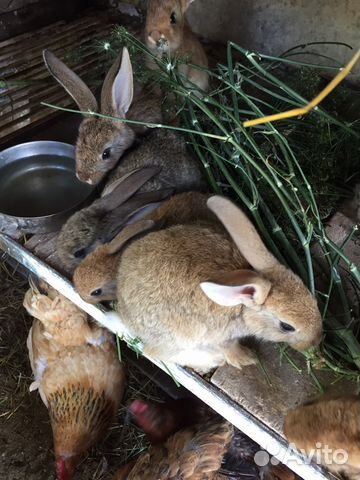 Кролики Фландеры, бараны купить на Зозу.ру - фотография № 2