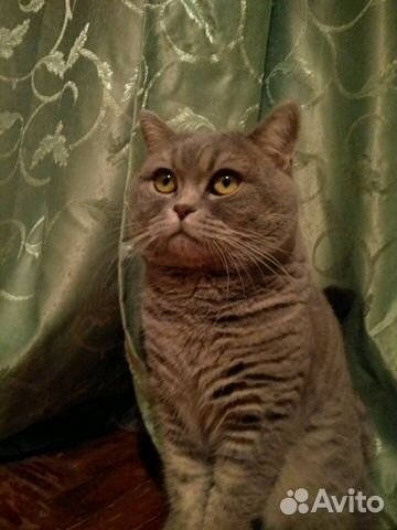 Вязка, кот благородных кровей(шотландец-страйт) купить на Зозу.ру - фотография № 2