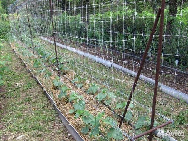 Шпалерная сетка огуречная