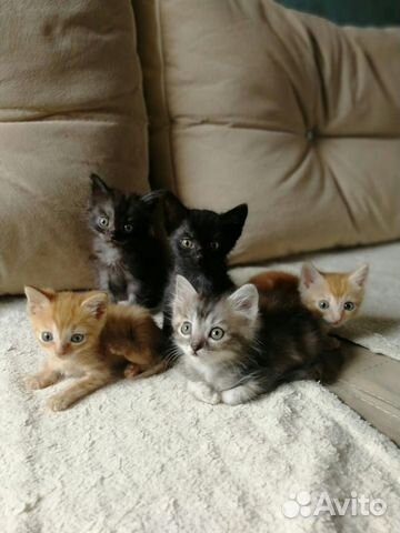 Котята, кошки и коты в добрые руки от Бездомнышей