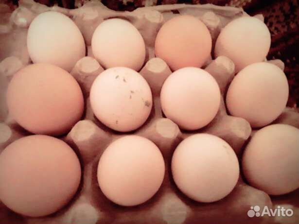 Инкубационное яйцо кур несушек купить на Зозу.ру - фотография № 5