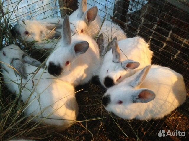 Кролики калифорнийской породы купить на Зозу.ру - фотография № 9