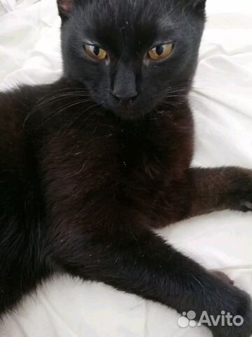 Чёрный котик-подросток