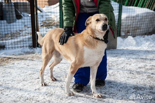Ларсен хочет домой, собака из приюта в добрые руки купить на Зозу.ру - фотография № 2