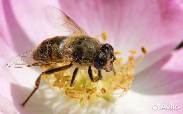 Пчелы, пчелосемьи купить на Зозу.ру - фотография № 1