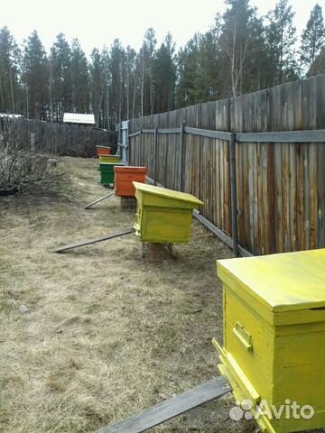 Продам пчелосемьи с улем 2 корпуса с вощиной купить на Зозу.ру - фотография № 1