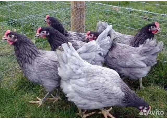 Цыплята кур несушек купить на Зозу.ру - фотография № 1