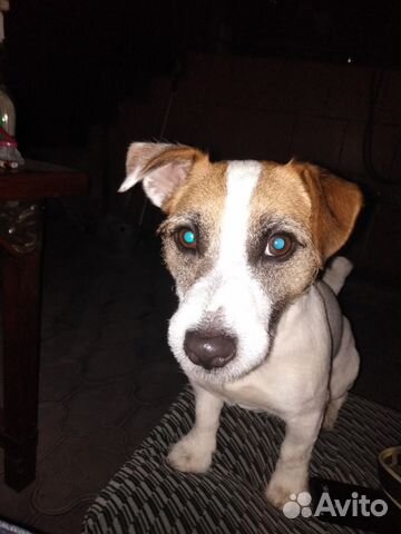 Джек Рассел Терьер ищет подружку