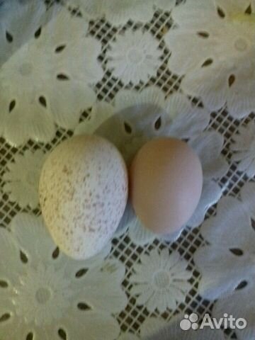 Инкубационное яйцо. иньдюшиное белая широкогрудая купить на Зозу.ру - фотография № 3