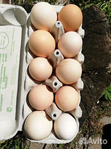 Домашние куриное яйцо