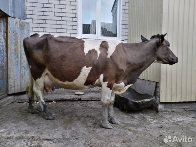 Авито коровы ростовская. Чувашские коровы. Авито Дрожжаное Татарстан животные коровы дойные. Коровы на авито в Татарстане. Зайти на юлу животные коровы.