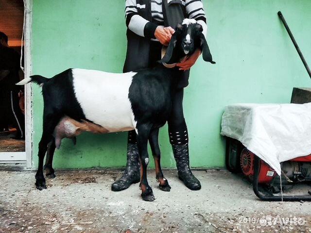 Нубийские козы готовы к переезду