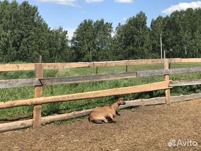 Продаются Козы чешской и альпийской пород