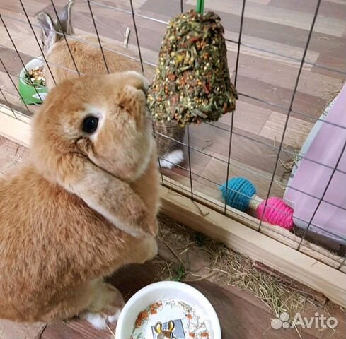 Карликовый вислоухий кролик с полным комплектом купить на Зозу.ру - фотография № 7
