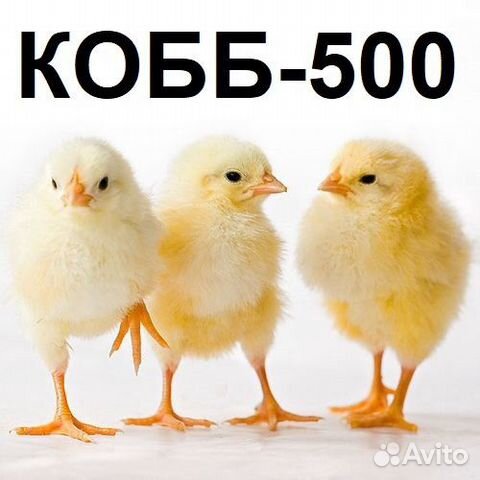Цыплята Кобб-500 (Чехия) в Крыму купить на Зозу.ру - фотография № 1