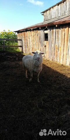 Бараны овцы козы купить на Зозу.ру - фотография № 7