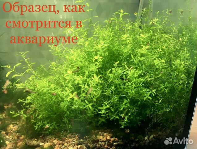 Растение для аквариума купить на Зозу.ру - фотография № 2