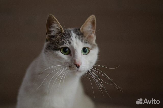 Кот оч ласковый купить на Зозу.ру - фотография № 5