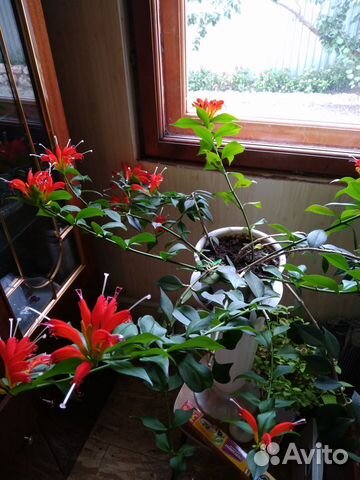 Эсхинантус