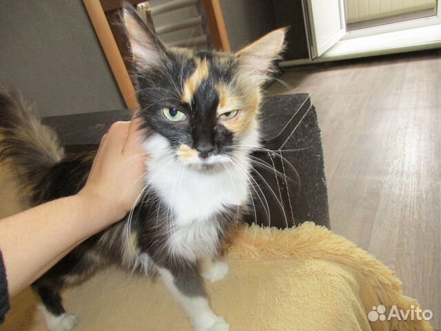 Трёхцветная кошка в ответственные руки купить на Зозу.ру - фотография № 4