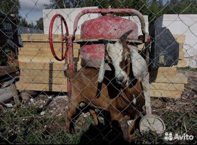 Продаётся нубийский козёл купить на Зозу.ру - фотография № 3