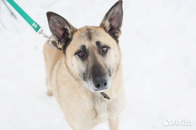 Великолепная молодая стерилизованная собачка
