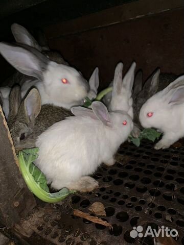 Продам кроликов калифорнийцев купить на Зозу.ру - фотография № 2