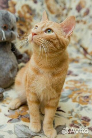 Котенок подросток