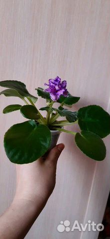 Фиалка ват праздничный наряд пуговки лист