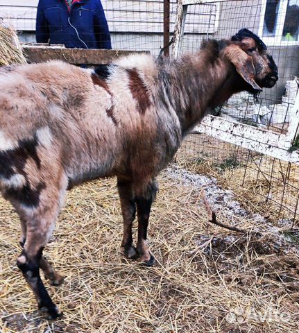 100 англо-нубийский козел купить на Зозу.ру - фотография № 3